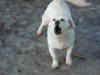 dscf0267.jpg